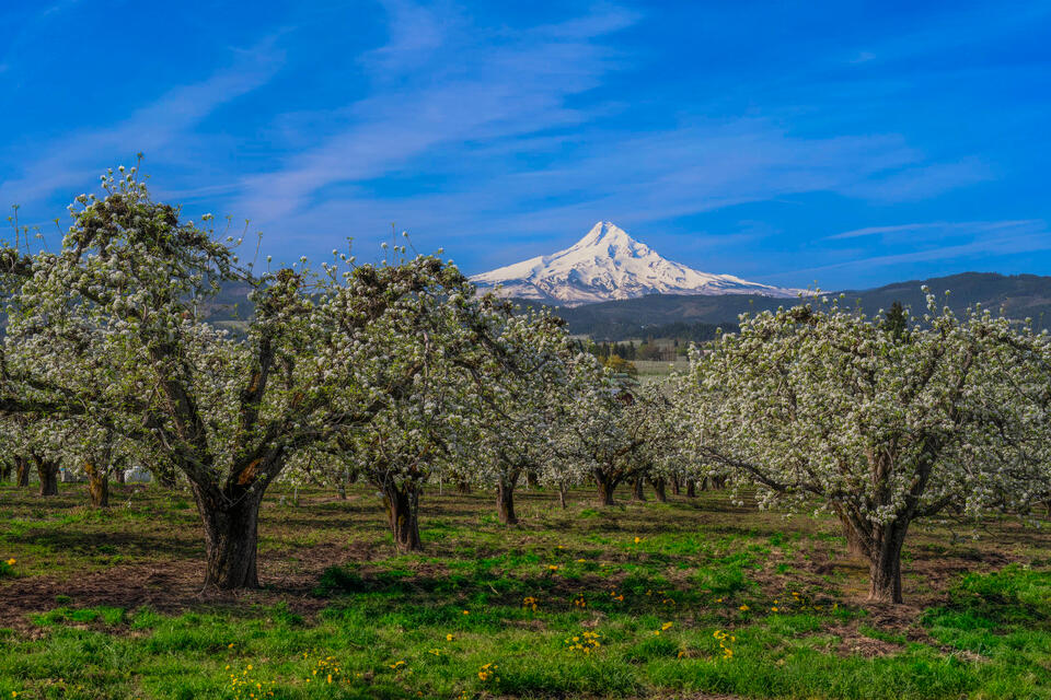 Mount Hood Above Spring Orchard Blossoms – Hood River Valley, Oregon print