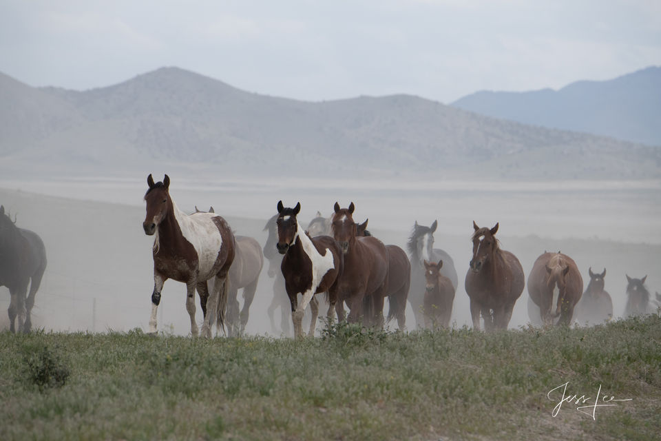 Onaquai Herd print