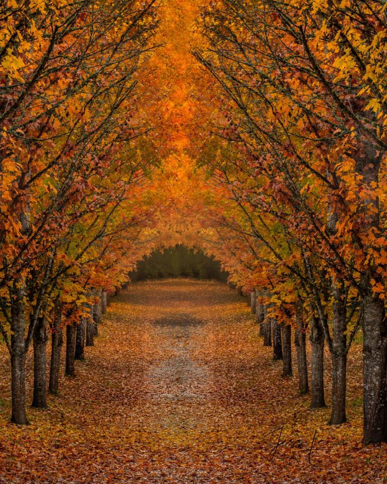  Drive through the trees to the Autumn Way