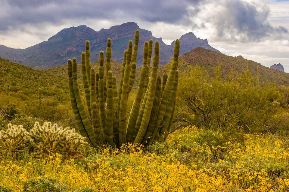 Organ-Pipe-Cactus-N.M.1 print
