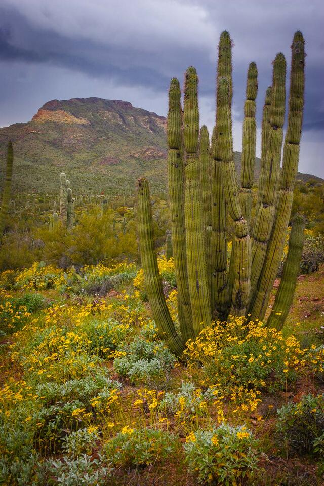 Organ-Pipe-Cactus-N.M.11 print