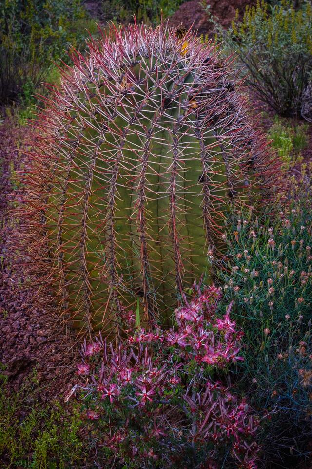 Barrel Cactus at Organ-Pipe-Cactus-N.M.13 print