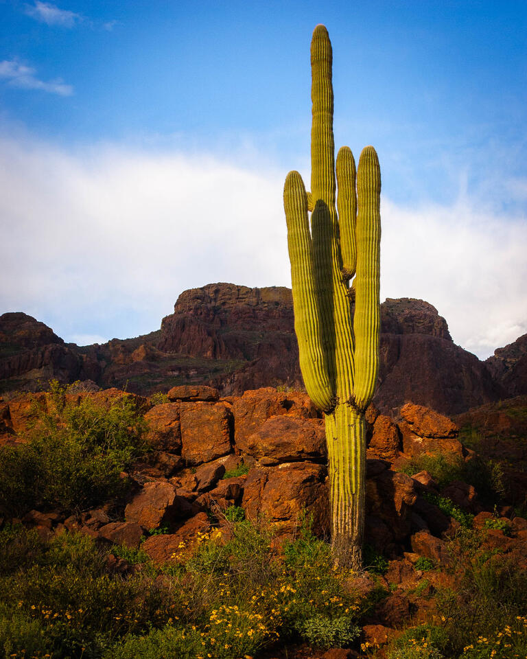 Saguaro Cactus at Organ-Pipe-Cactus-N.M.14 print
