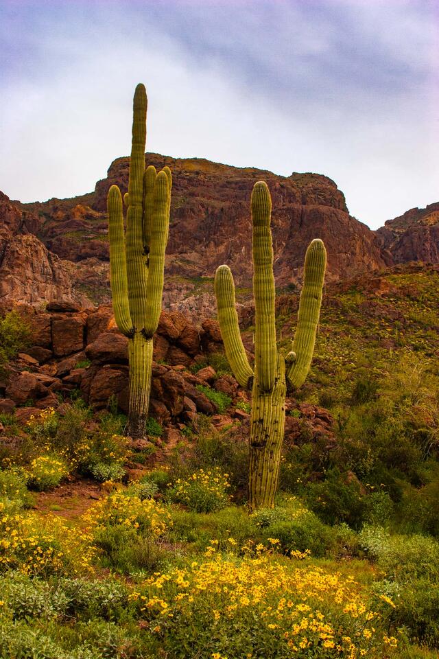 Saguaro Cactus at Organ-Pipe-Cactus-N.M.4 print