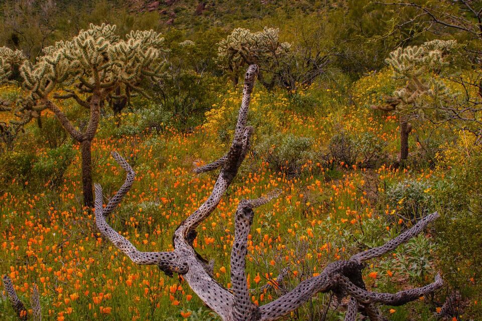 Organ-Pipe-Cactus-N.M.8 print