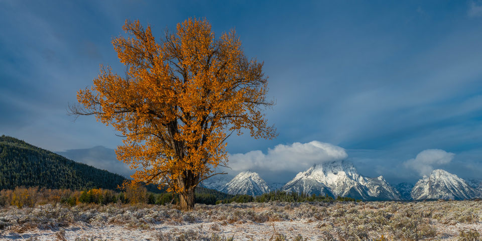 Teton Autumn Color Cottonwood Tree and Teton Range print