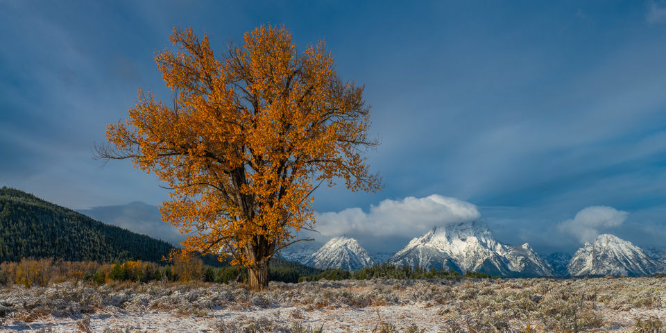 Grand Teton National Park Autumn Tree Photo Print