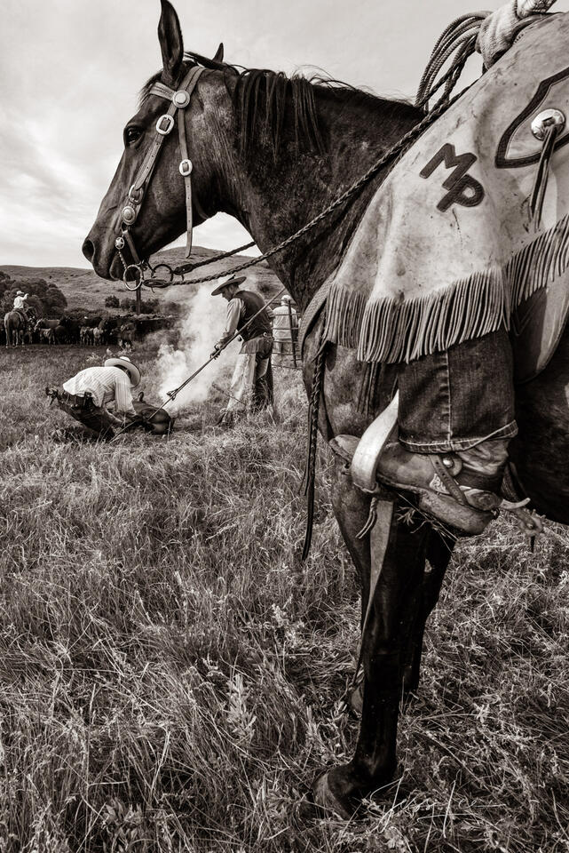 Branding Horse print