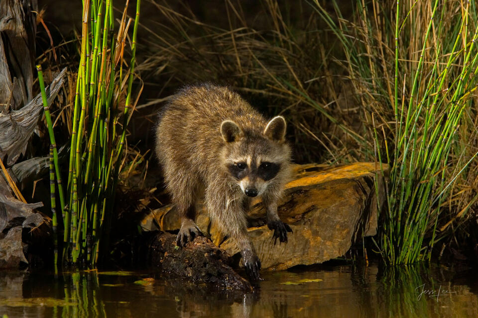 Pond Coon print