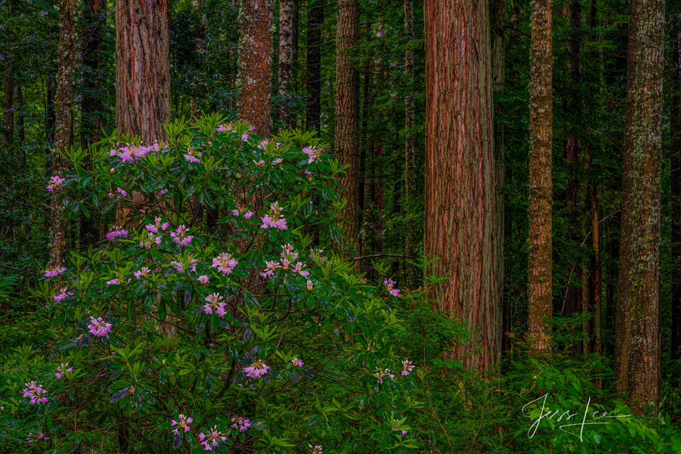 Rhododendrons and redwoods in the Redwood Forest.