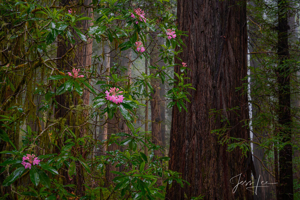 Rhododendrons and redwoods in the Redwood Forest.
