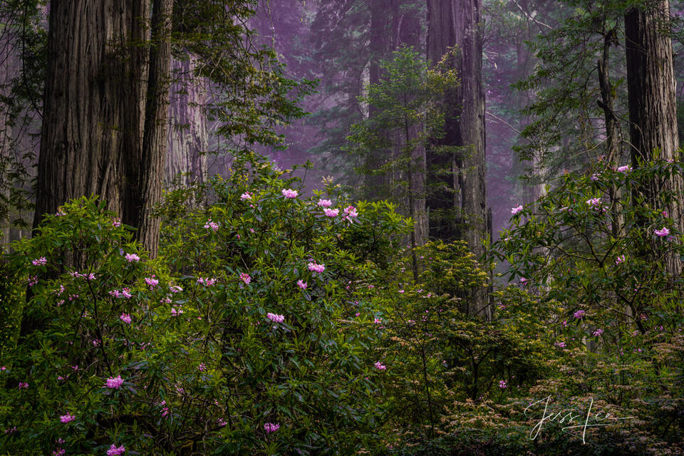 Rhododendrons and Redwoods. print