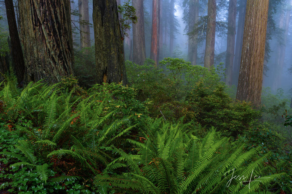 Rhododendrons and redwoods from the Redwood Forest. | Click For Details print