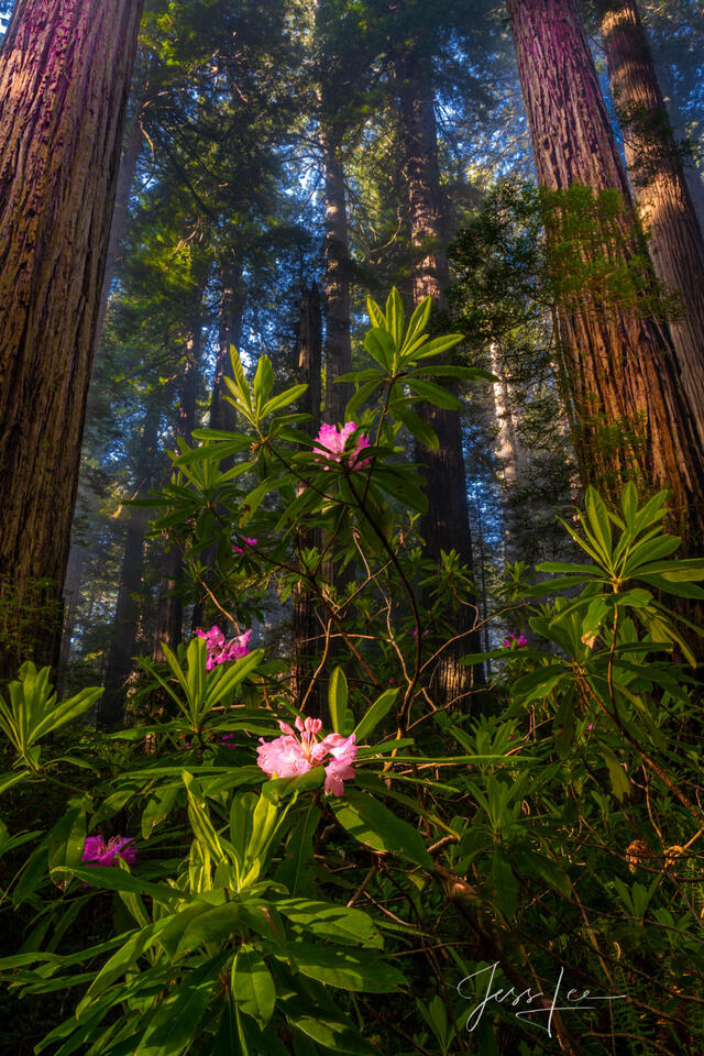 Rhododendrons and redwoods in the dark Redwood Forest. print