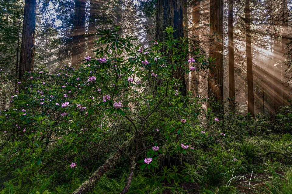 Morning Rhododendrons and Redwoods in the Redwood Forest. print