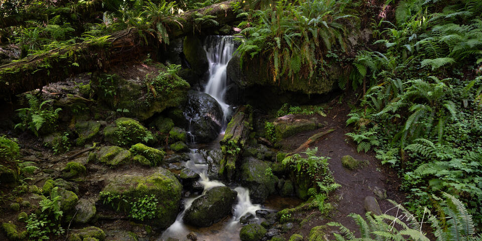 Trillium Falls and ferns print