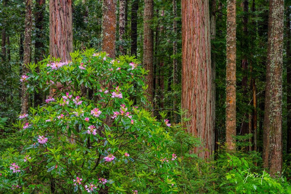 Redwood Trees Spring print