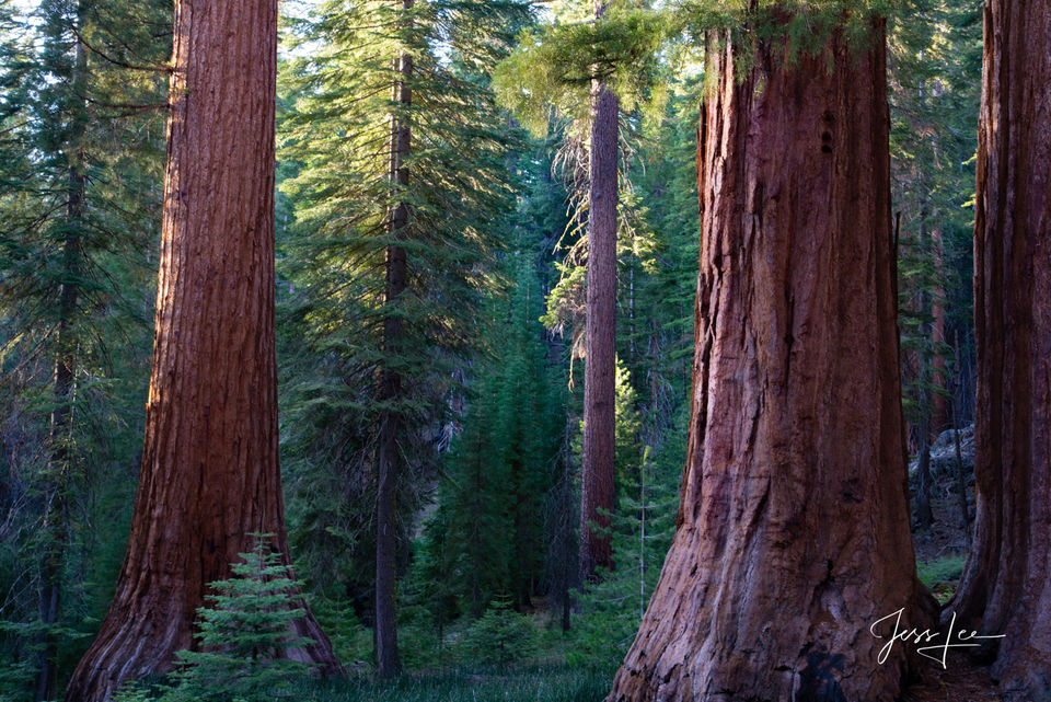 Redwood Tree Shelter print