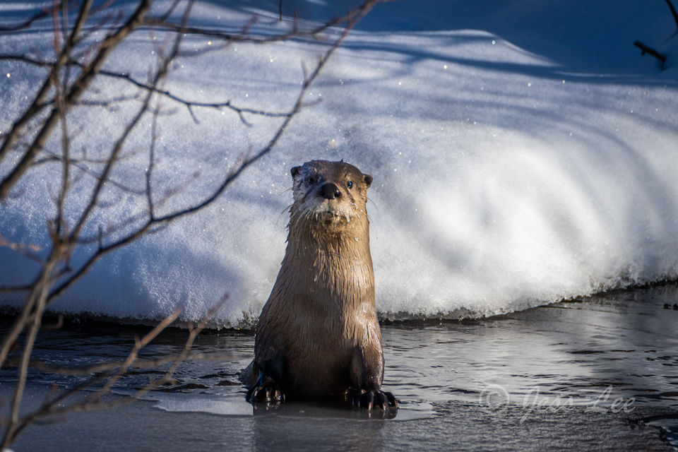 Seasons Greetings | Teton River Otter print