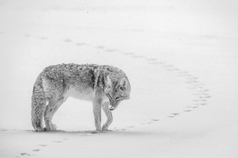 Coyote Picture 19 print