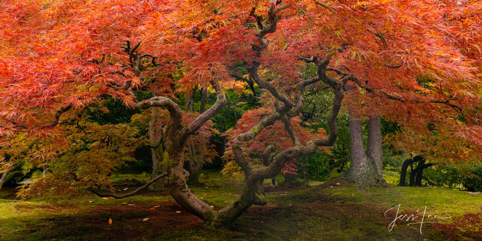 The Gathering Japanese Maple print