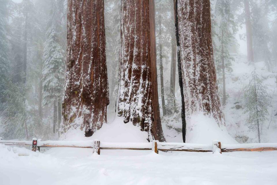 Guardian Sequoia Trees print