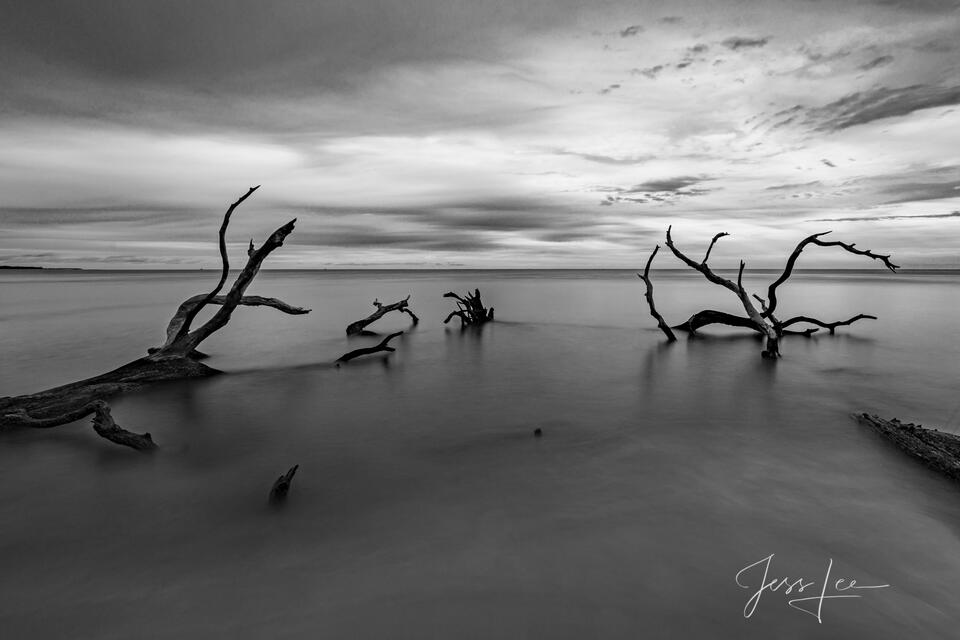 Ocean with dead trees