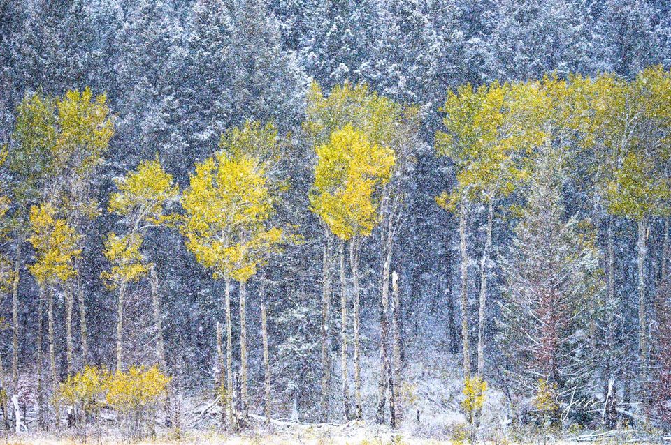 Tree Photography Print aspen snow