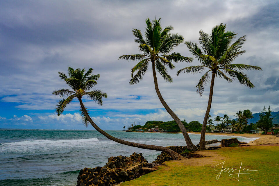 Three palm trees by the ocean