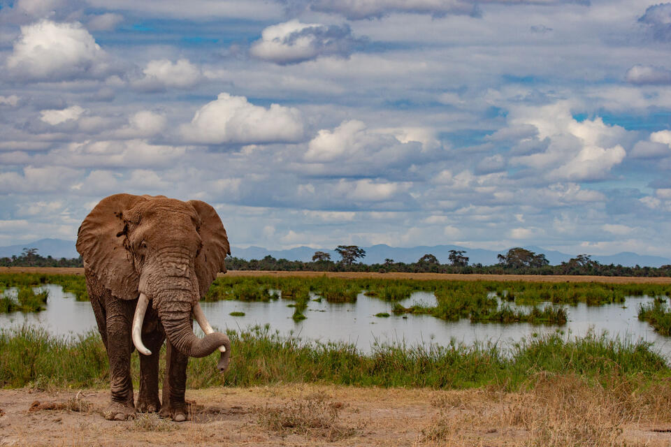 Resting at the marsh. print