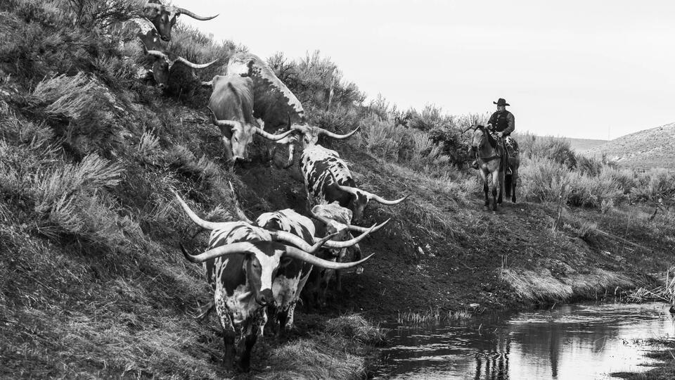 Long Horn Trail print