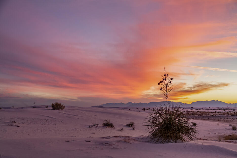 Yucca Sunrise print