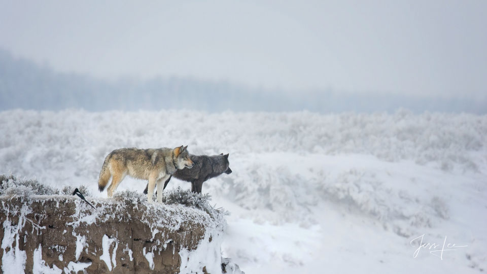 Yellowstone wolf Yellowstone winter wolves in the wild print