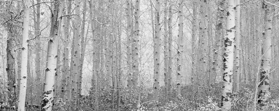 Snowy Birch Trees print