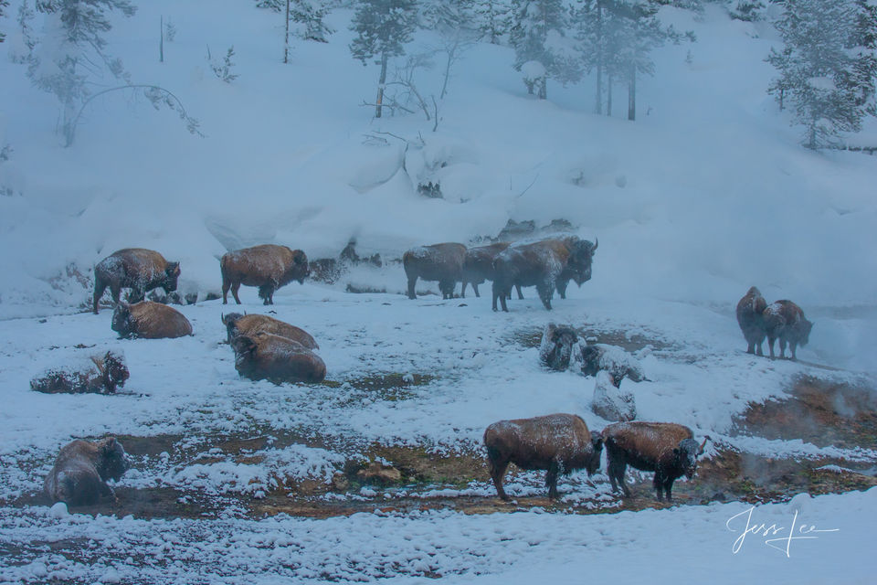 Bison in Winter ice and frost print