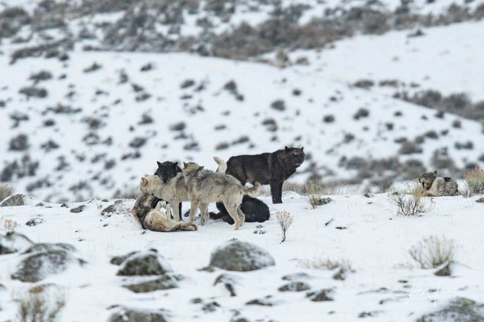 Play Time for Wolves print