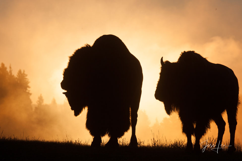 yellowstone bison photography of buffalo at sunrise.