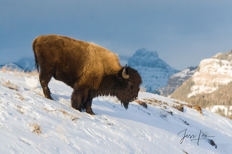 Bull Mountain Bison print