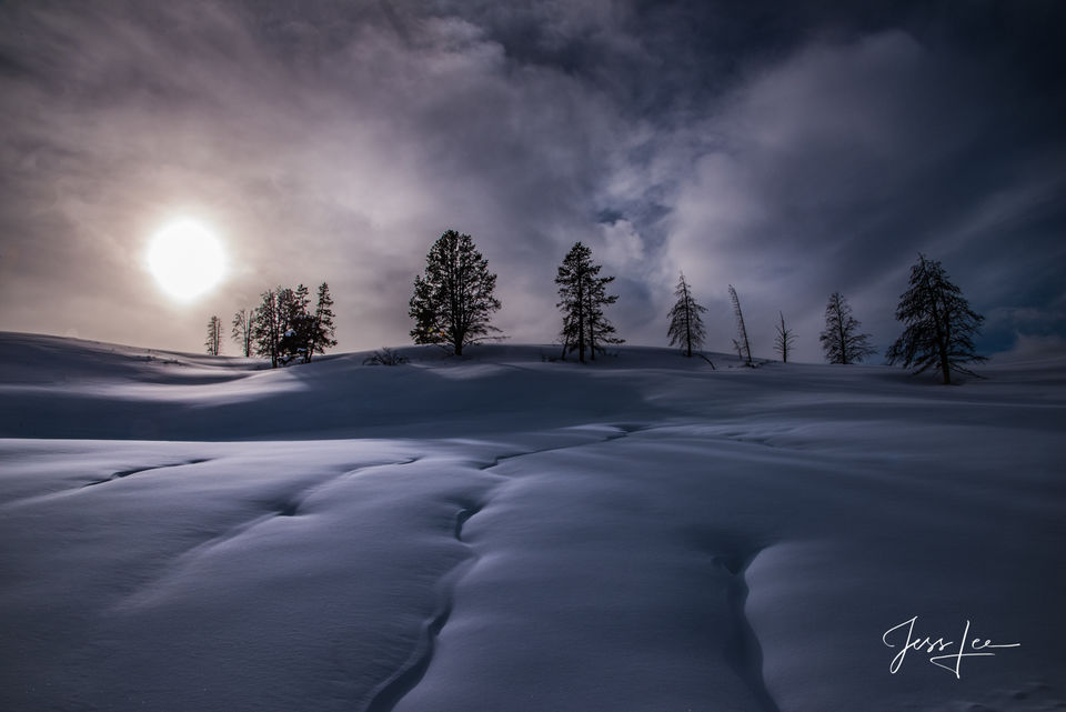 Winter Sun on a tree lined ridge in Hayden Valley print