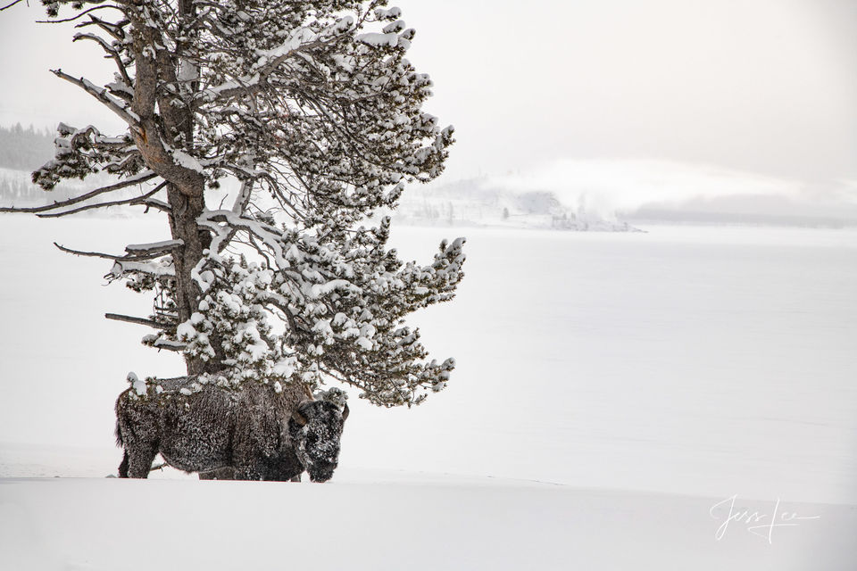 A little shelter from winter snow print