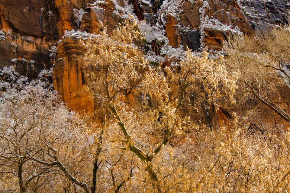 Autumn Trees with snow in Zion print