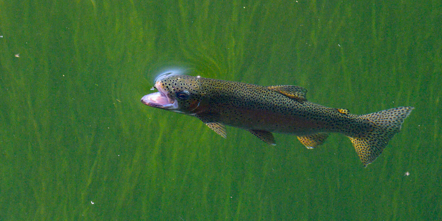 Feeding Time for a Rainbow Wary Rainbow Trout catching lunch. Fine Art Limited Edition Prints available in Metal and Truelife Acrylic as list below.