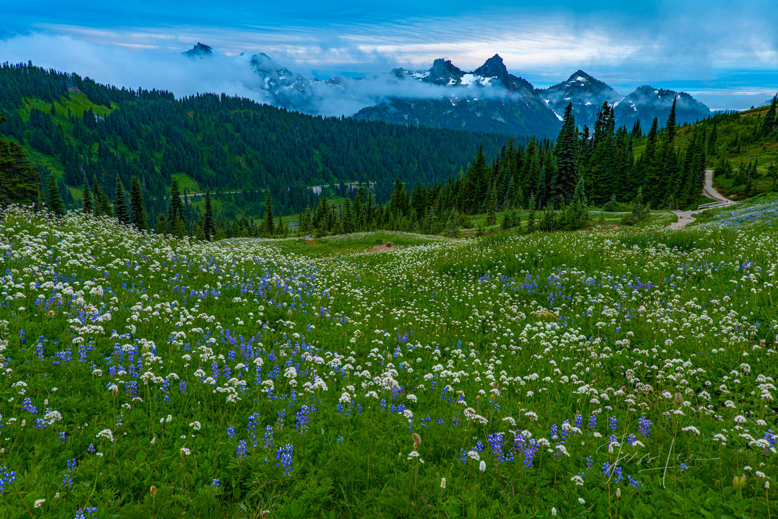 beautiful picture of the splendor of Mt. Rainier National Park. Flowered meadows by summer and colors of fall in the Pacific...