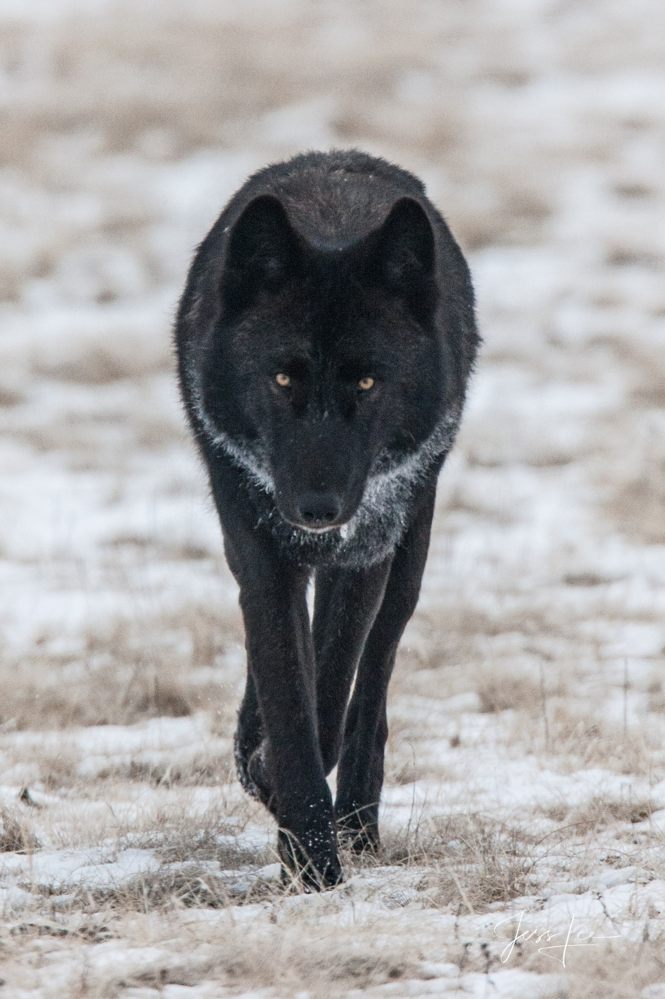 302 Wolf  Yellowstone Winter Wolf in the Snow