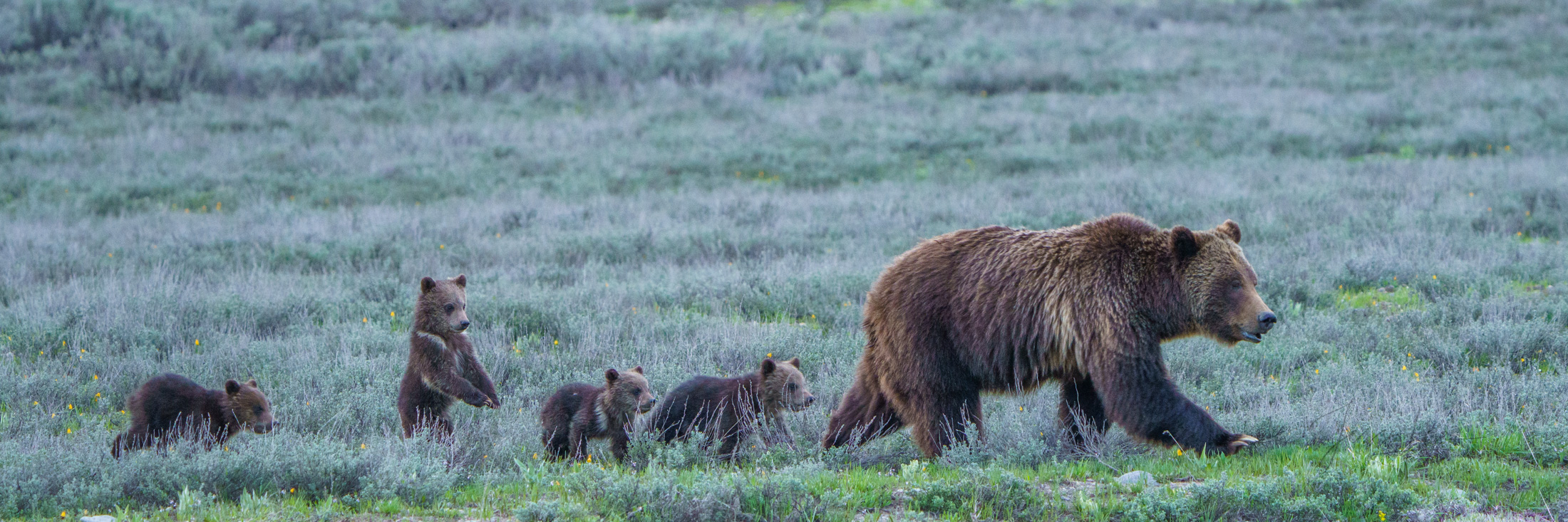 399 plus 4 Picture of a Grizzly Bear, Limited Edition Fine Art Photography Print From Jess Lee"s Bear Photo Gallery