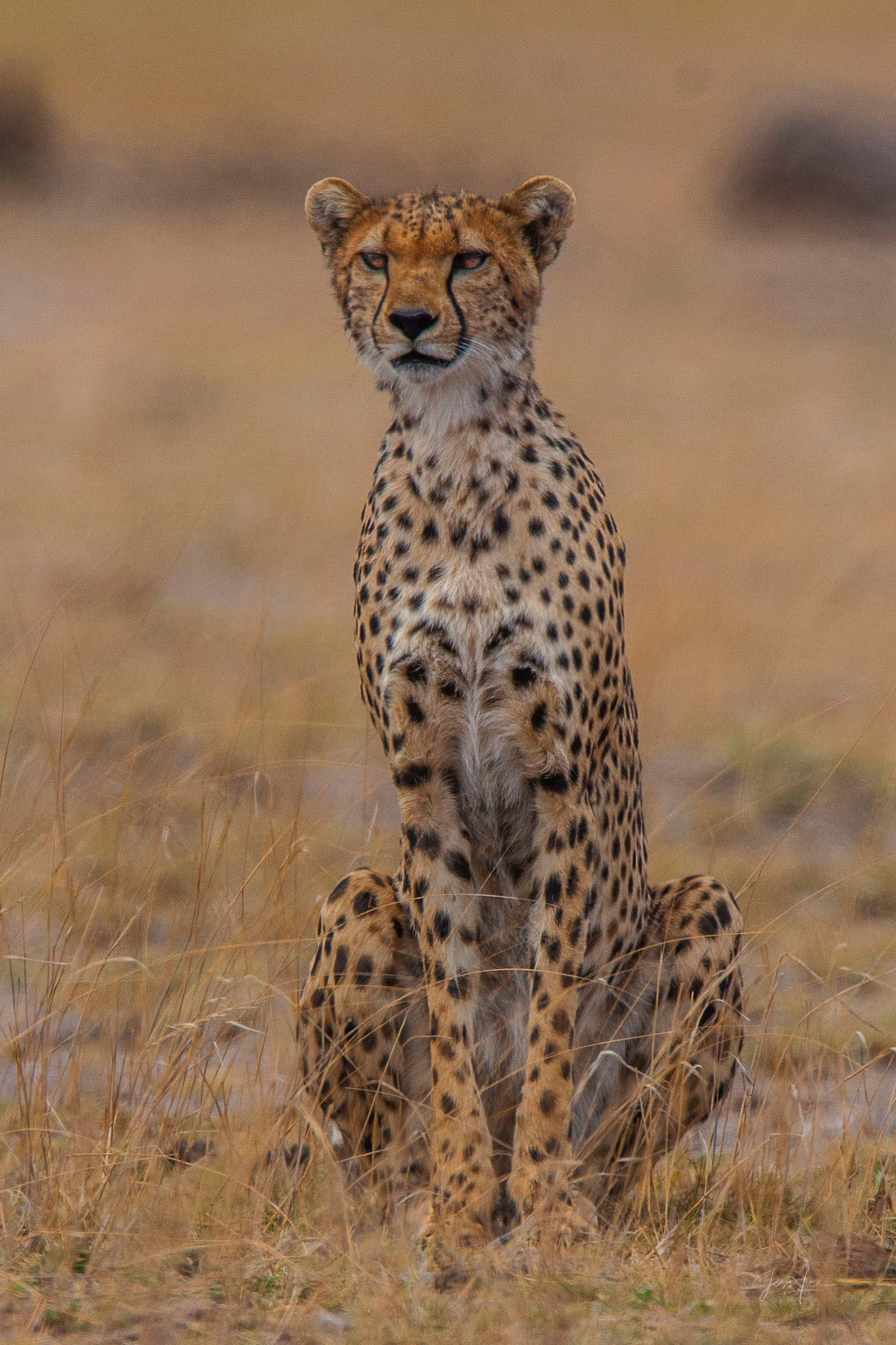 Cheetah Standing Tall Vertical Print A vertical cheetah photograph emphasizing height, pattern, and the watchful stillness of Africa’s fastest cat. The...
