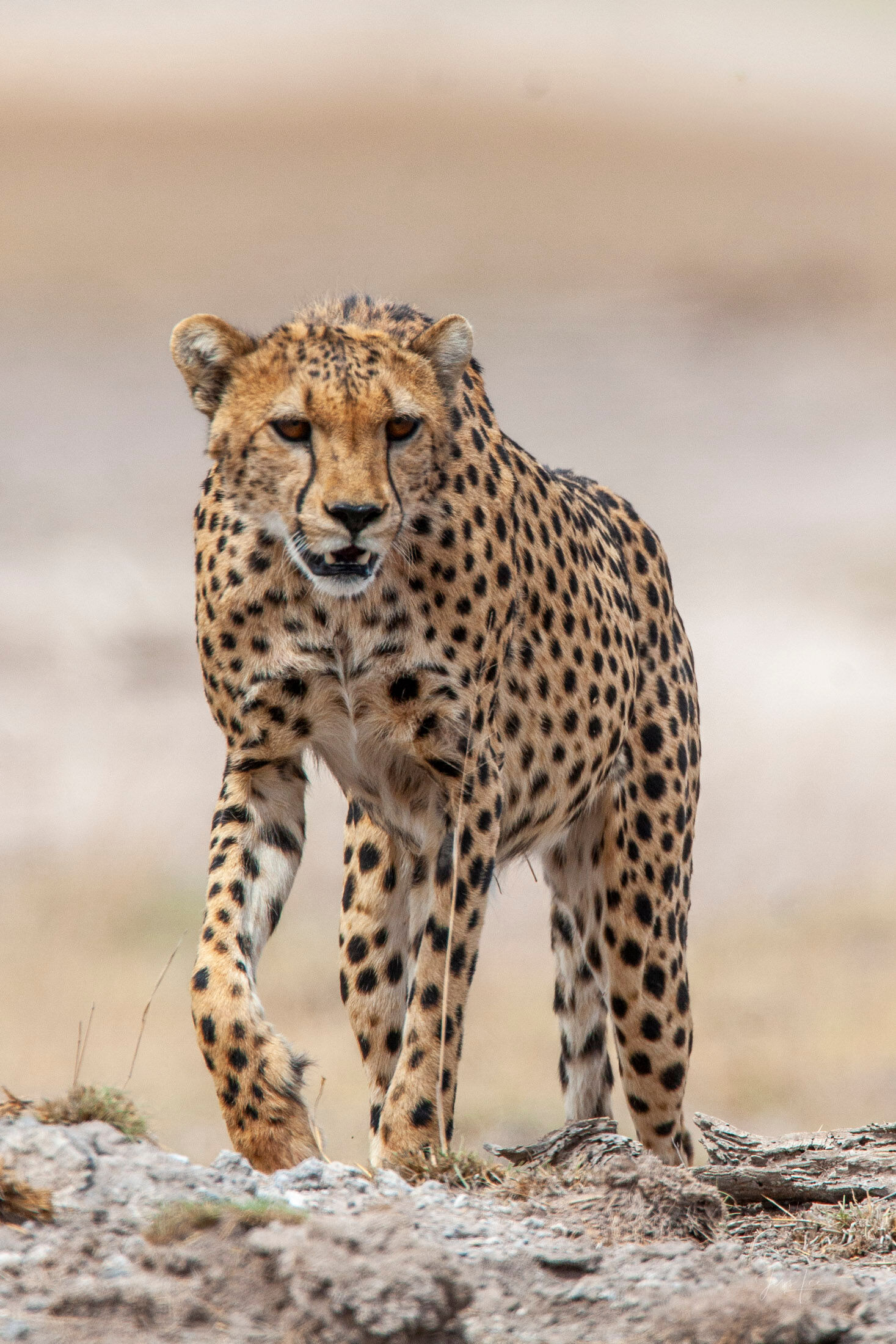 Vertical Cheetah Portrait Limited Edition Print A vertical fine art cheetah photograph showing the elegance, pattern, and alert presence of Africa’s most graceful big...