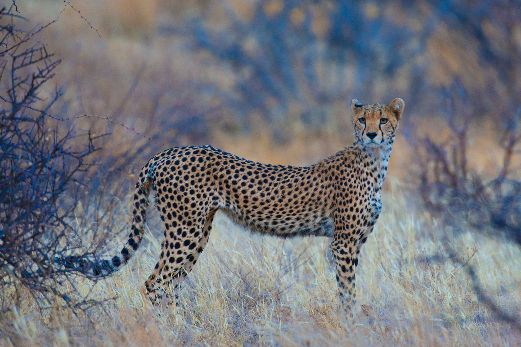 Cheetah in Blue Grass Fine Art Print Cheetah standing alert in the soft blue-gray African grassland, limited-edition fine art wildlife photography print by Jess Lee.