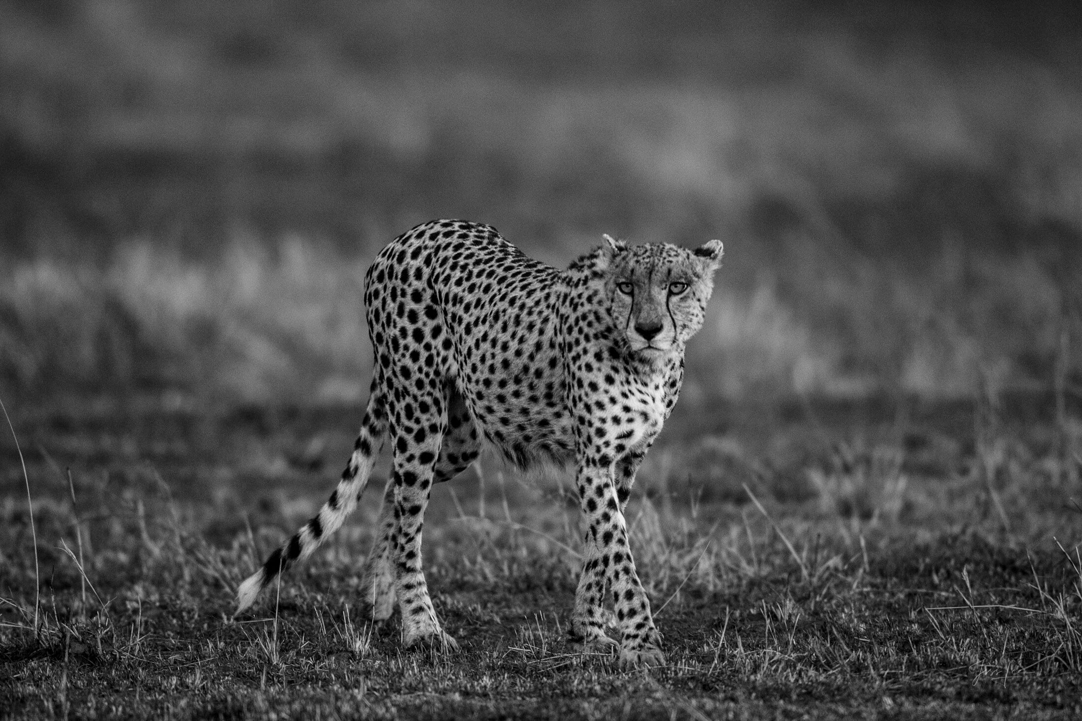 Cheetah in Soft African Light Print A quiet cheetah image photographed in soft natural light, designed as an elegant limited edition African wildlife print. ...