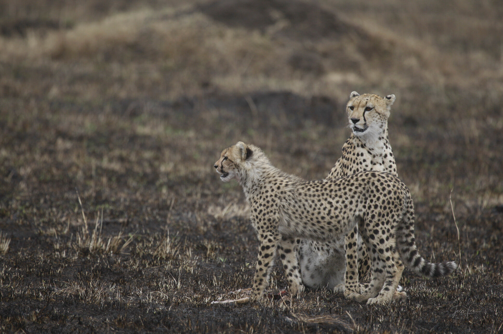 The First Lesson — Cheetah Mother and Cub Fine Art Print | Masai Mara | Jess Lee National Geographic Contributor · Africa Big Cat Expeditions · Former Gallery Owner · Exhibited in...